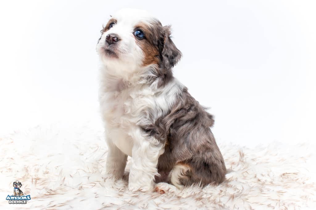 aussiedoodle puppy
