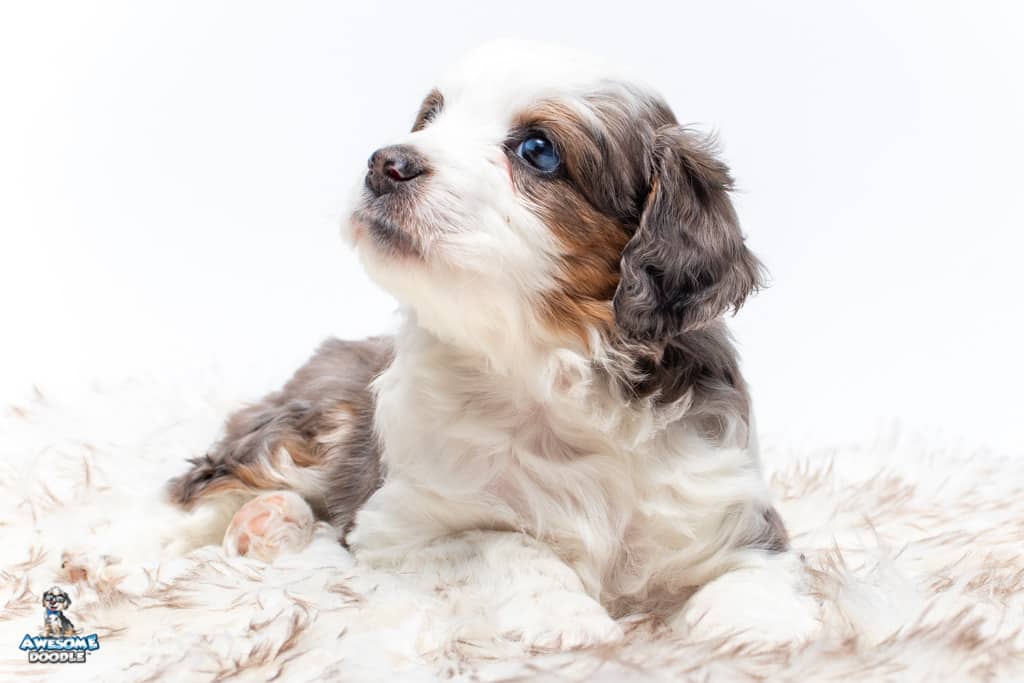 aussiedoodle puppy