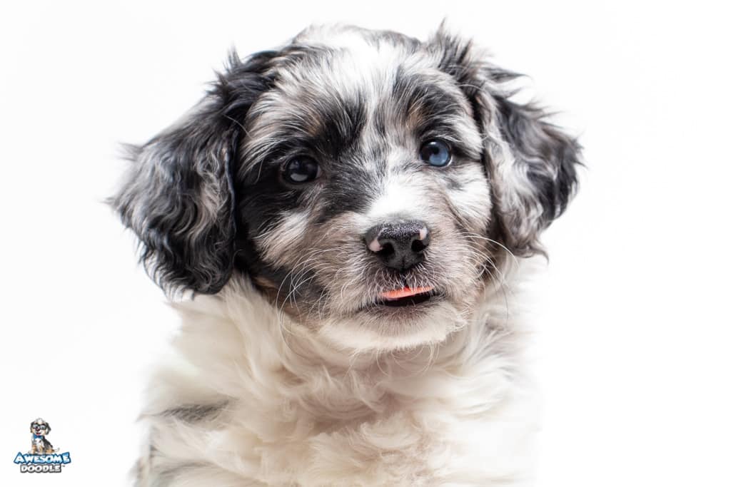 kodachrome-7wks_1012