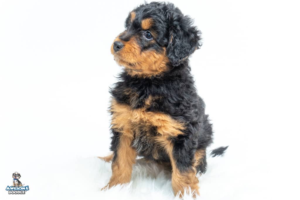 mealla-7wks_0385