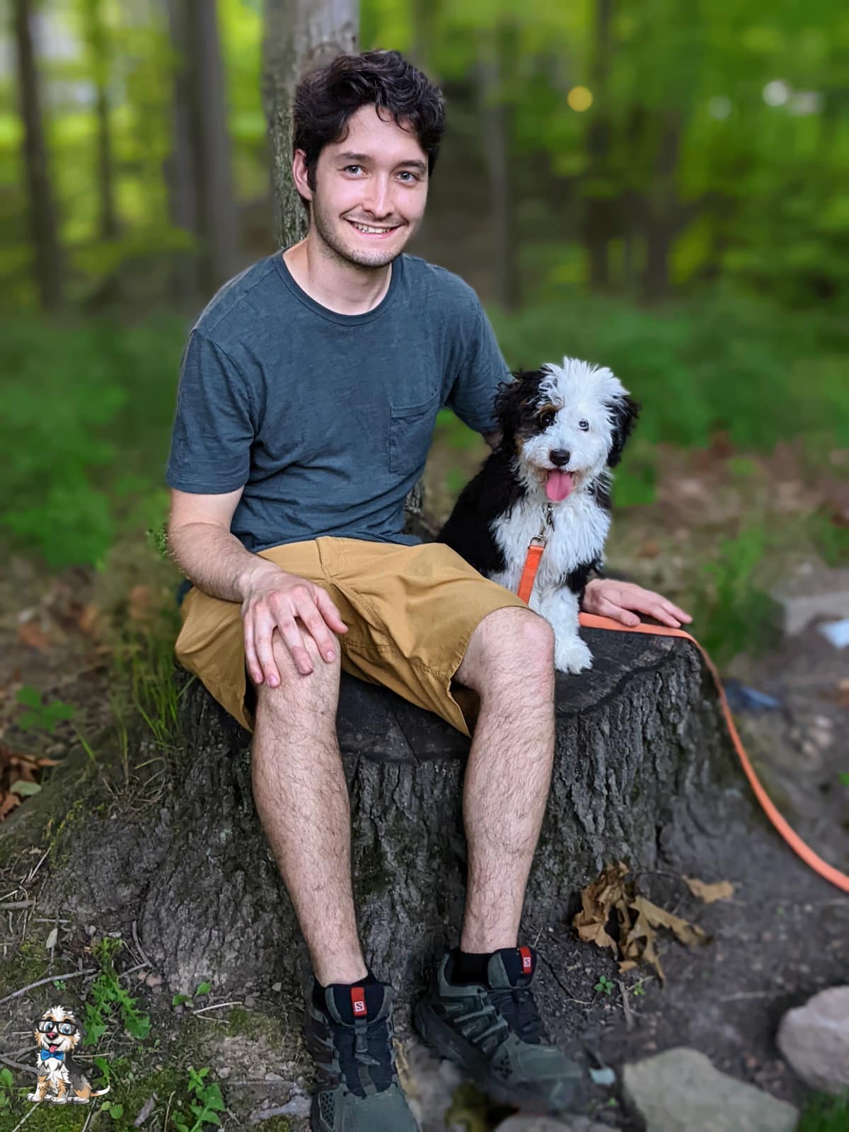 miso-aussiedoodle black tri aussiedoodle puppy