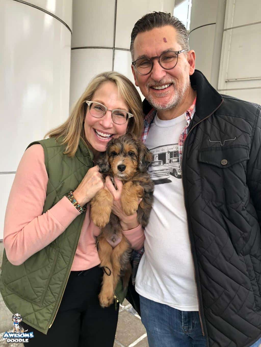 blue merle phantom aussiedoodle puppy meets owners