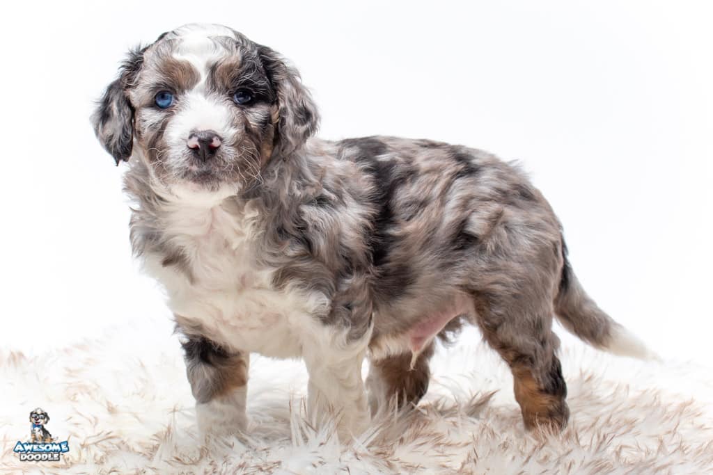 blue merle aussiedoodle puppy