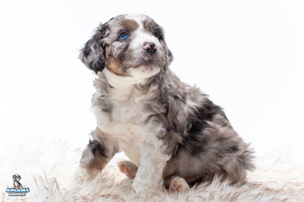 blue merle aussiedoodle puppy