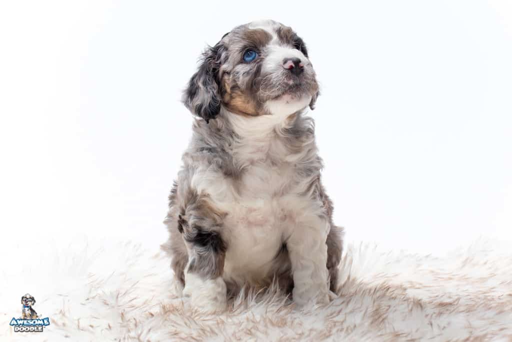 blue merle aussiedoodle puppy