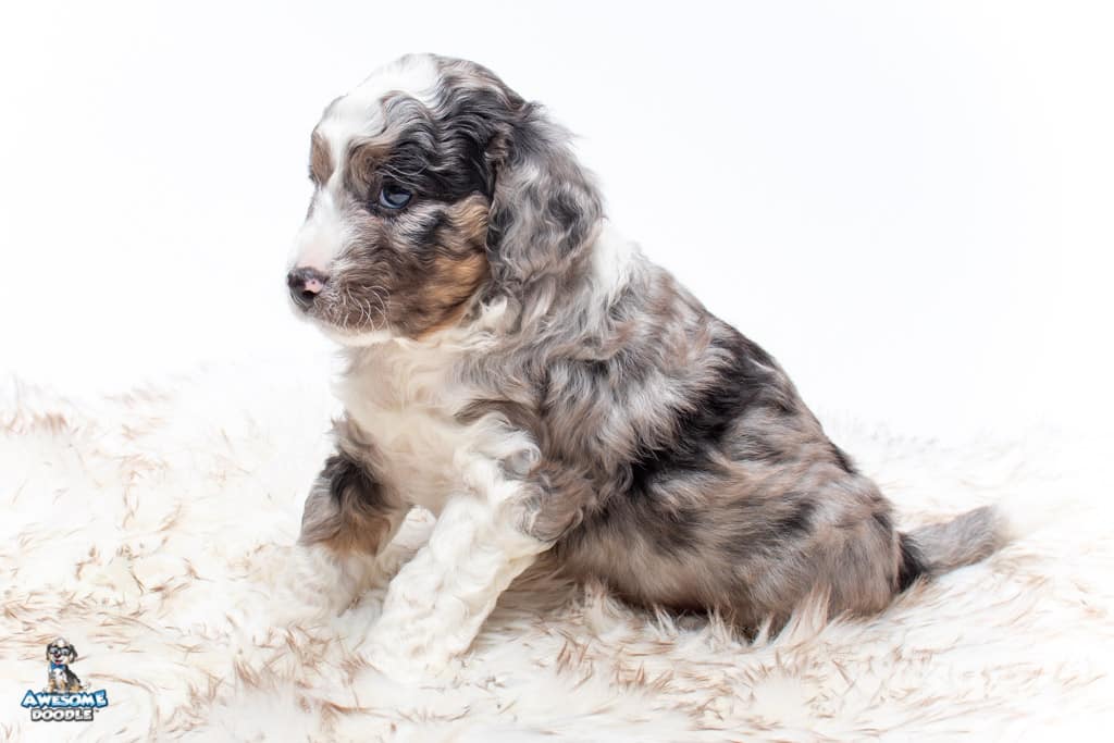 blue merle aussiedoodle puppy