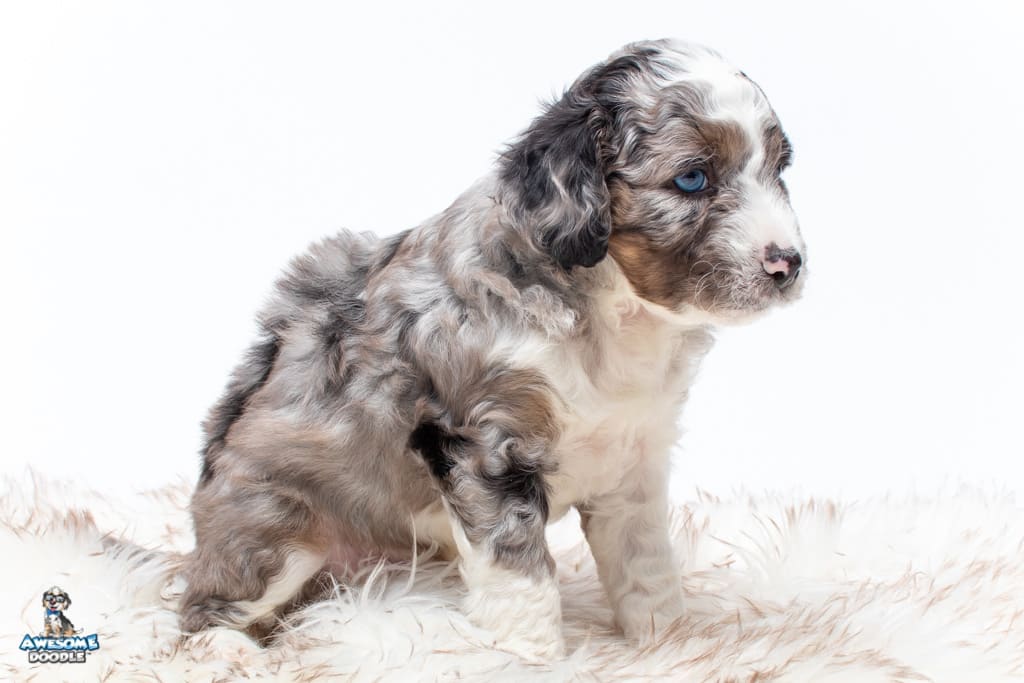 blue merle aussiedoodle puppy