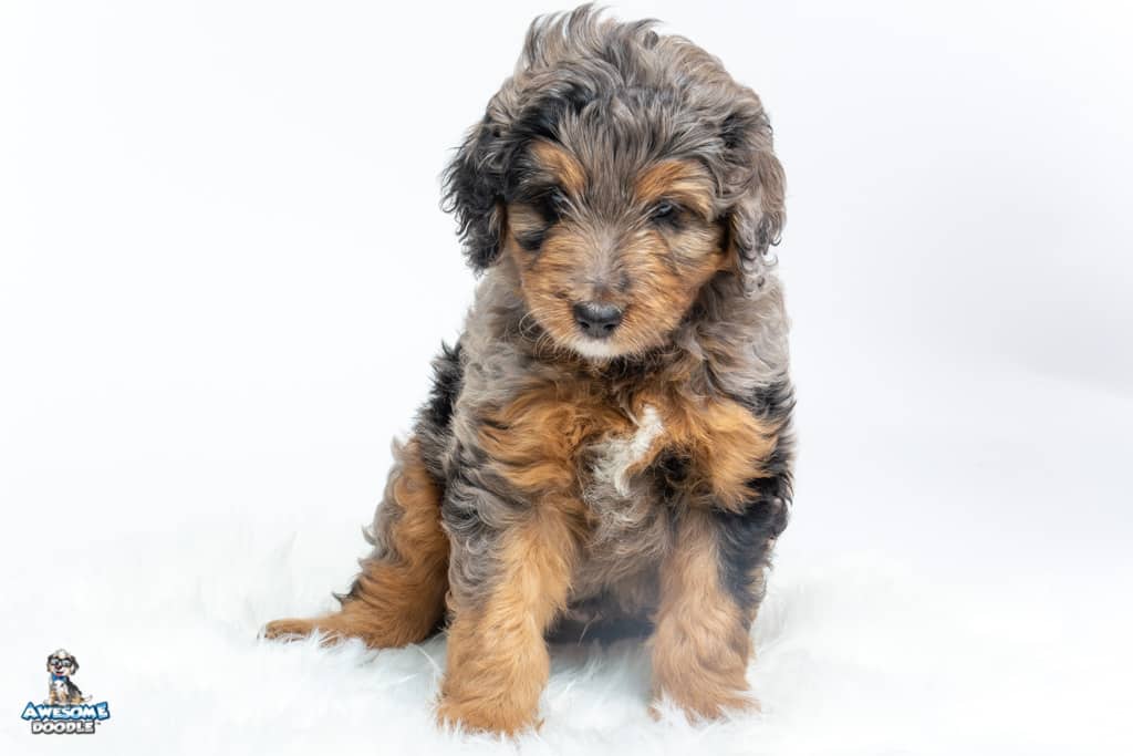 teddy-7wks_0375