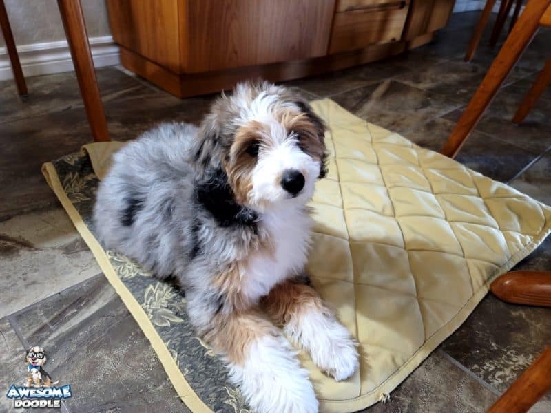 aussiedoodle puppy blue merle with white and copper