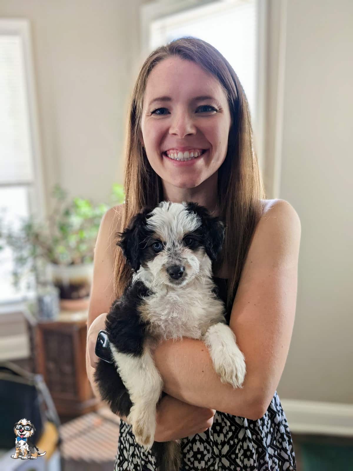 maple-aussiedoodle black tri aussiedoodle puppy with one blue eye