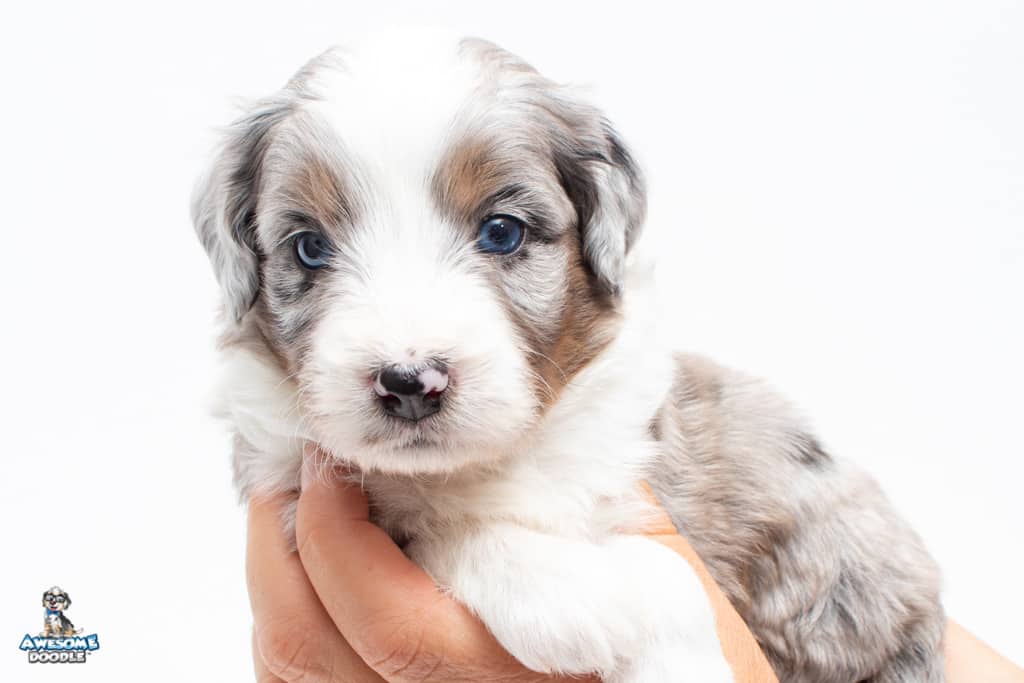 blue eyed blue merle