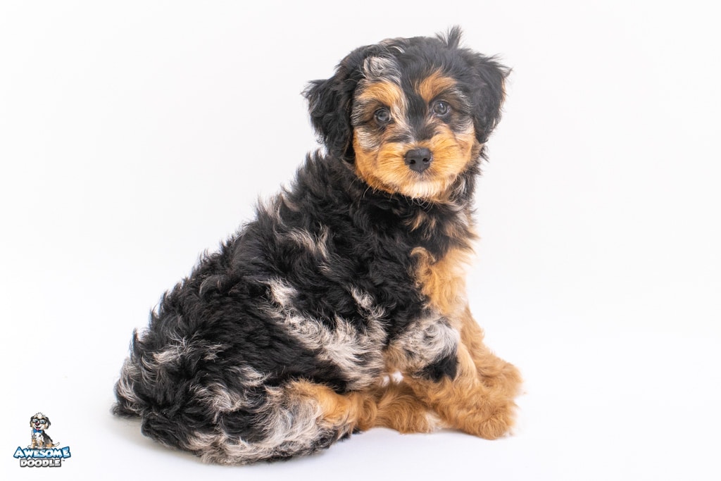 taft7wks_1058
