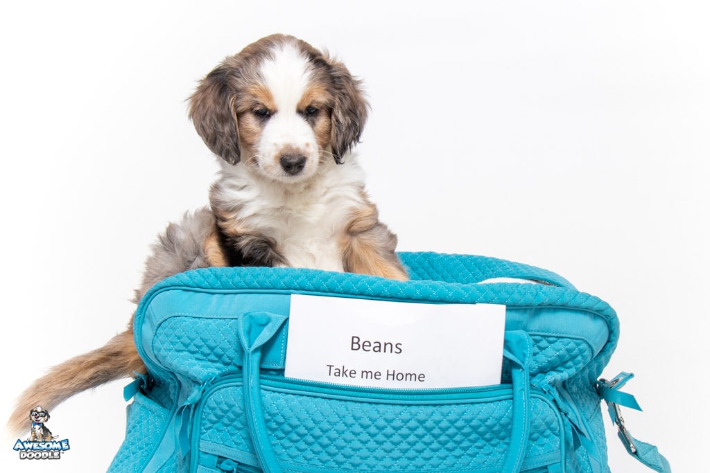 beans-7wks_6245 blue merle aussiepoo