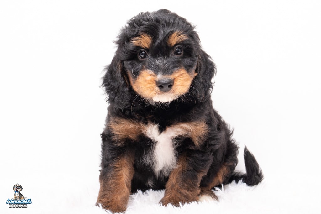 cyclone-7wks_2530 mini aussiedoodle