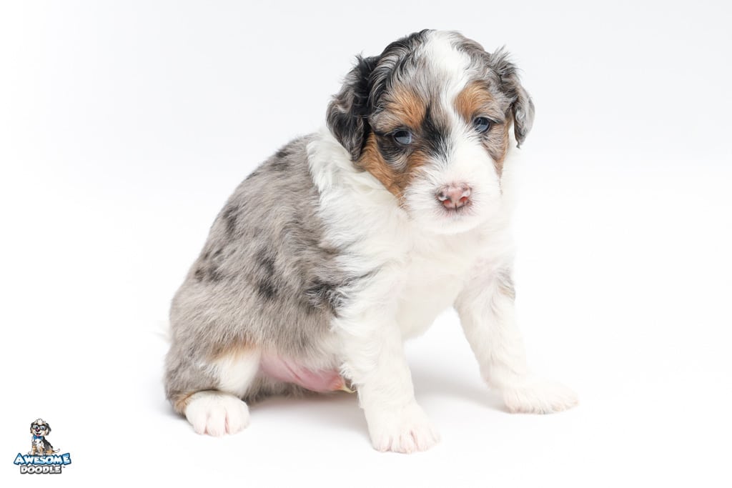 blue merle aussiedoodle