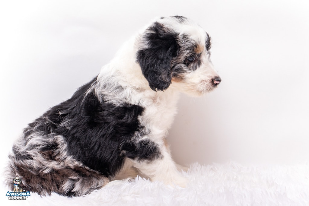 blue merle aussiedoodle