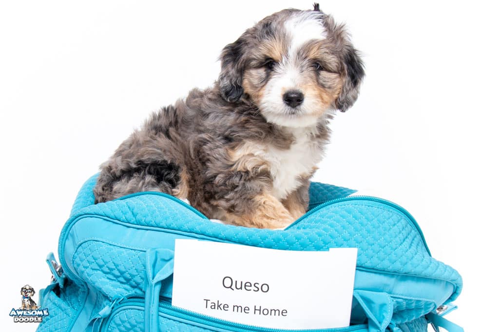 queso-7wks_6212 blue merle aussiepoo