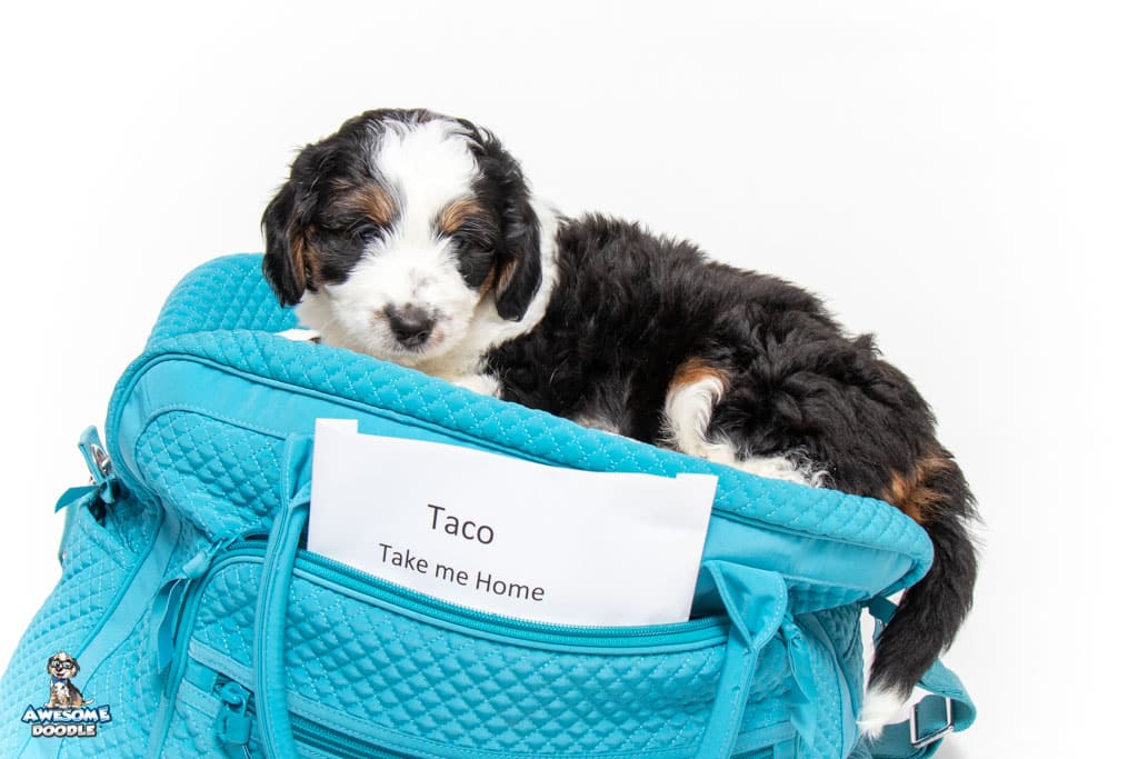 taco-7wks_6227