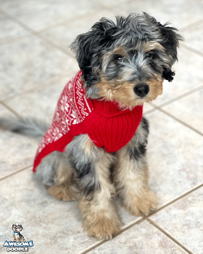 blue merle phantom aussiedoodle puppy-opal phantom blue merle aussiedoodle puppy in christmas jacket