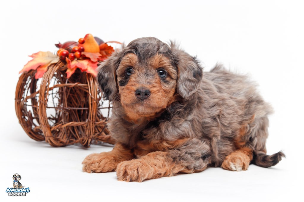 phantom blue merle aussiepoo