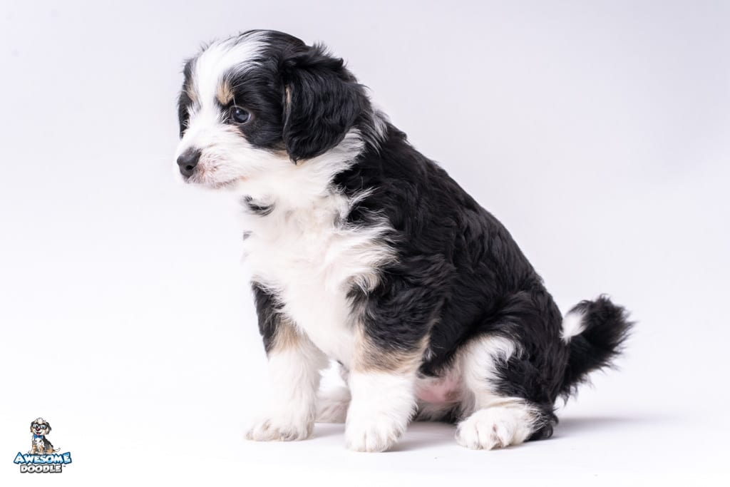 mrswheeler-7wks793 tri aussiedoodle
