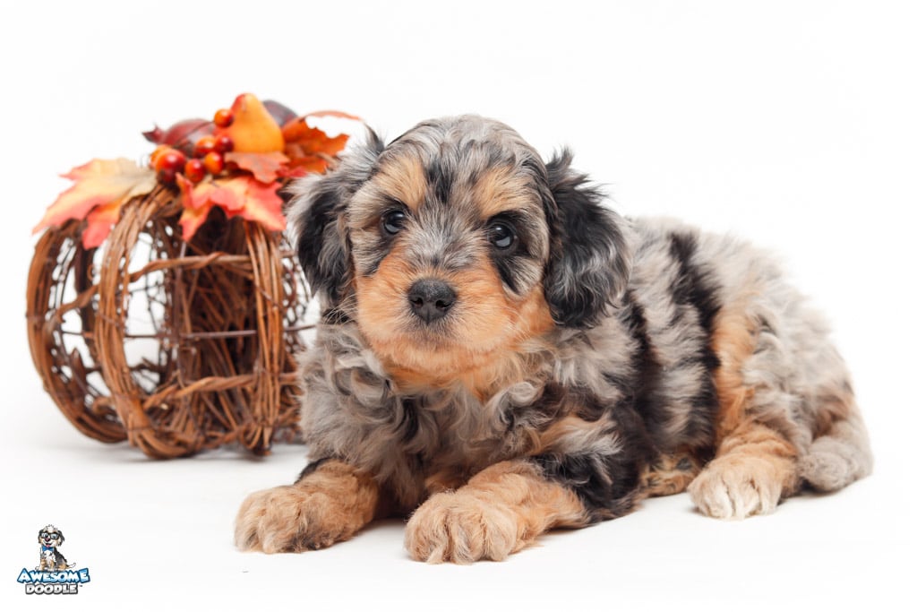 phantom blue merle aussiepoo