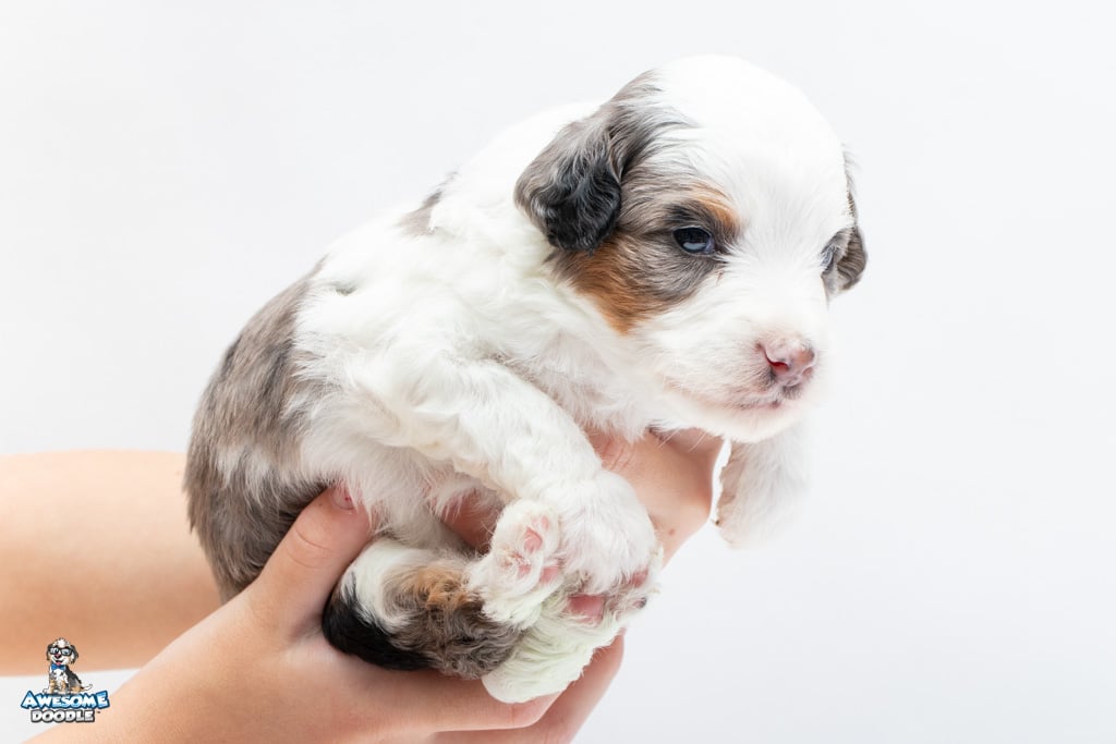 blue merle aussiepoo