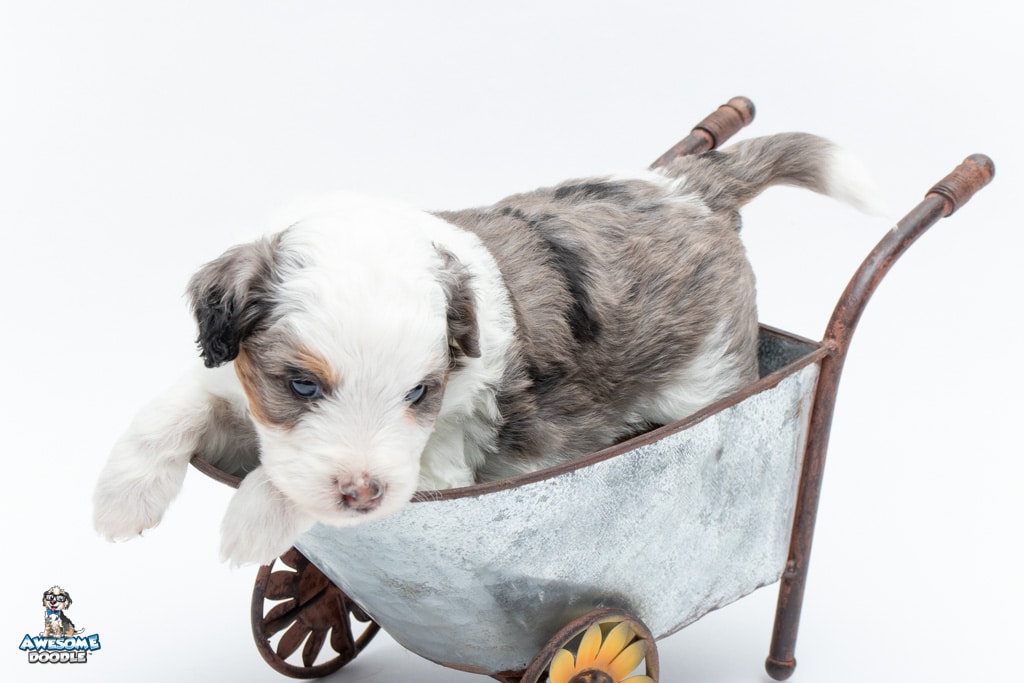 blue merle aussiepoo