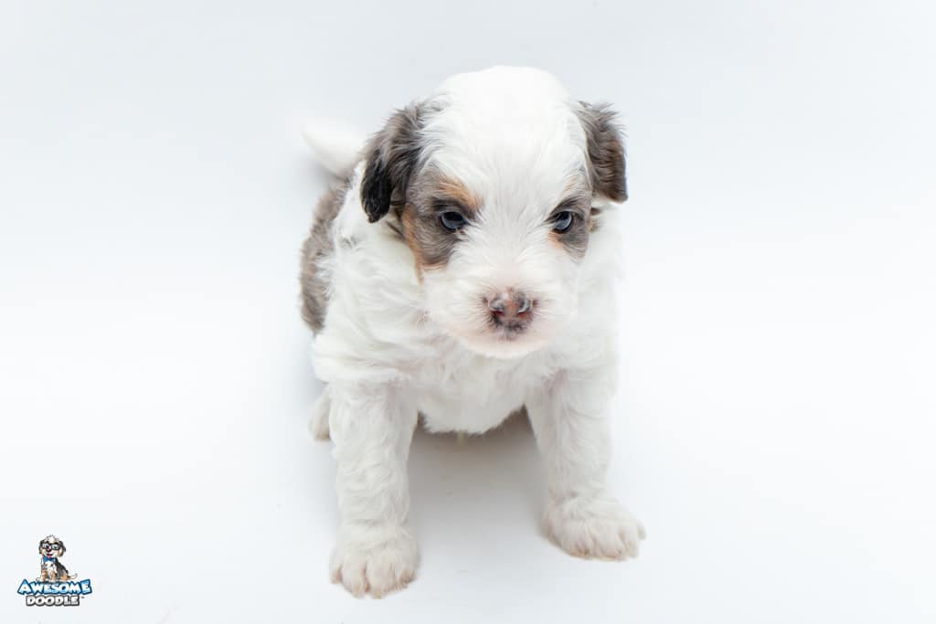 blue merle aussiepoo