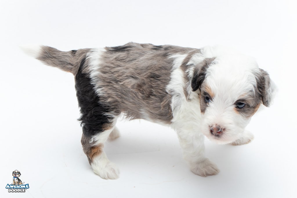 blue merle aussiepoo
