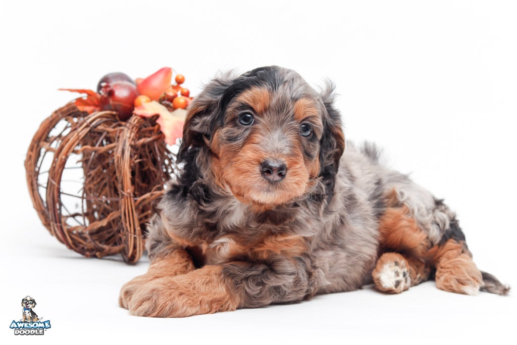 phantom blue merle aussiepoo