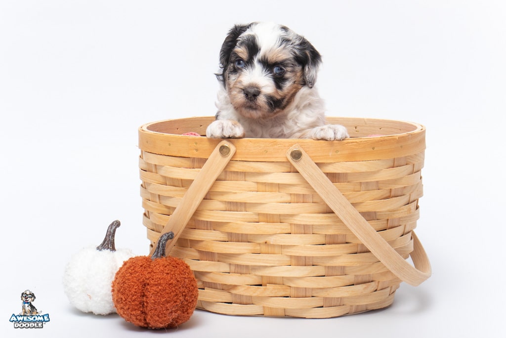 blue merle aussiedoodle