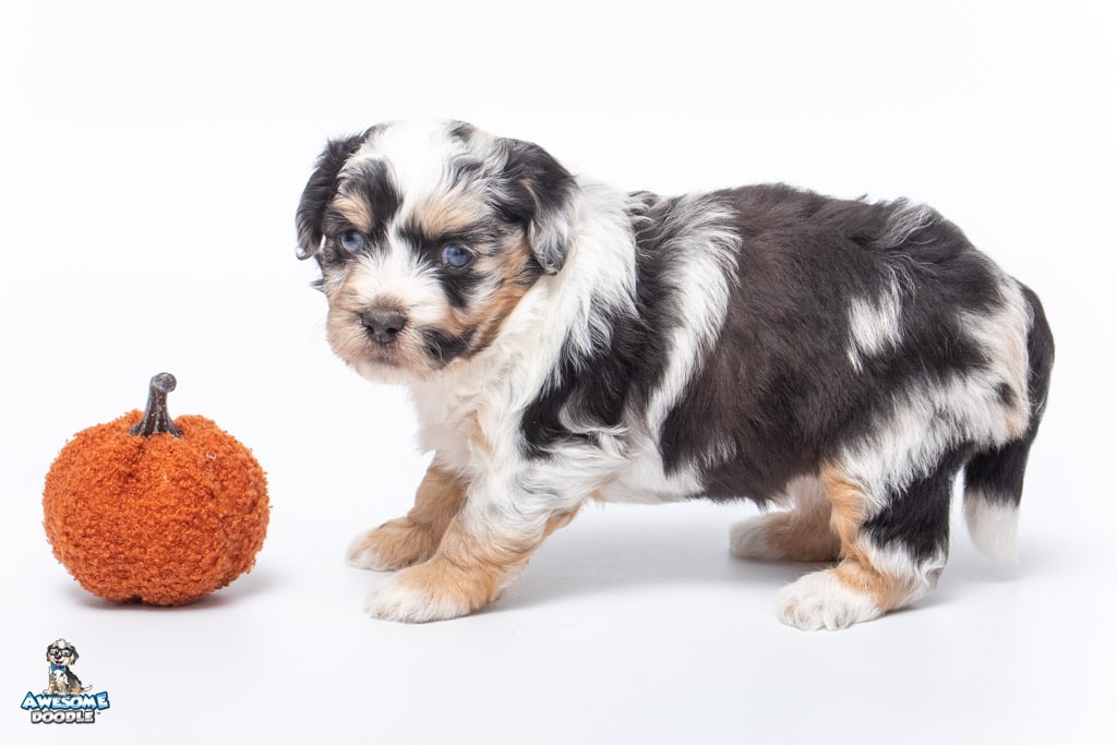 blue merle aussiedoodle