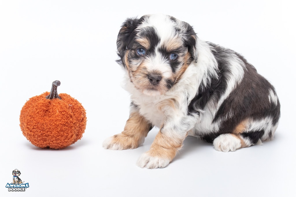 blue merle aussiedoodle