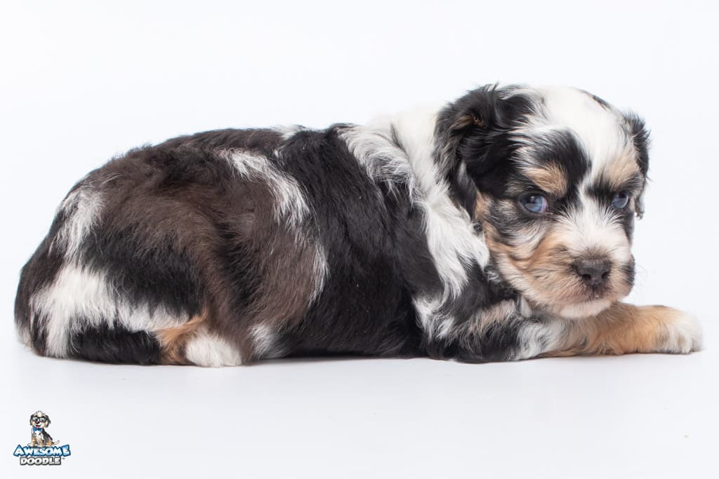 blue merle aussiedoodle