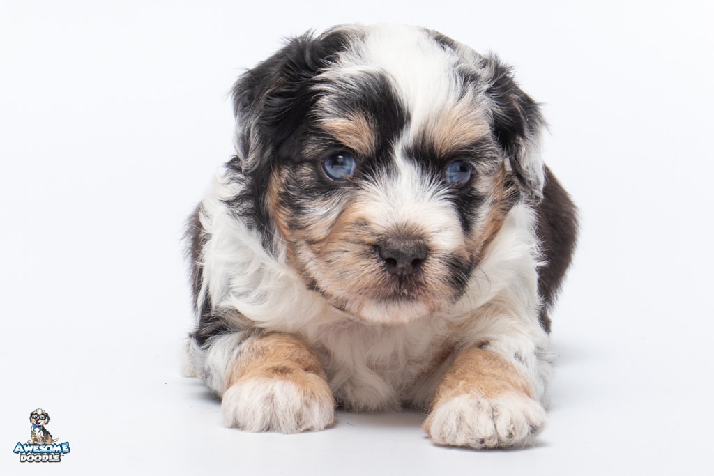 blue merle aussiedoodle