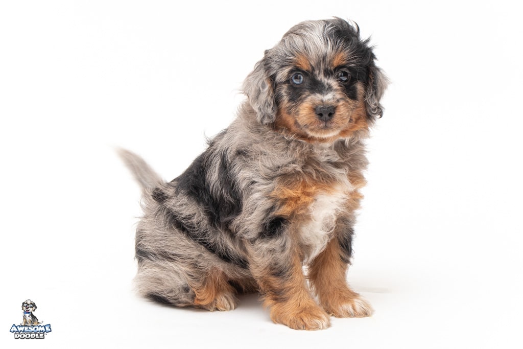 maple-7_5394 puppy for sale