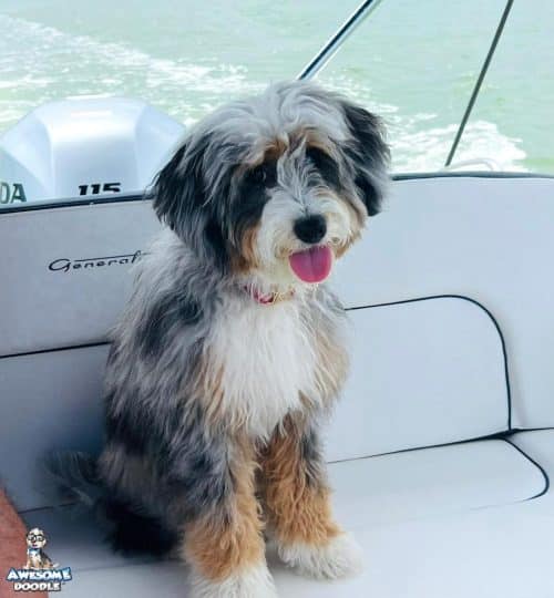 blue-merle-with-white-and-copper-aussiedoodle-on-the-lake