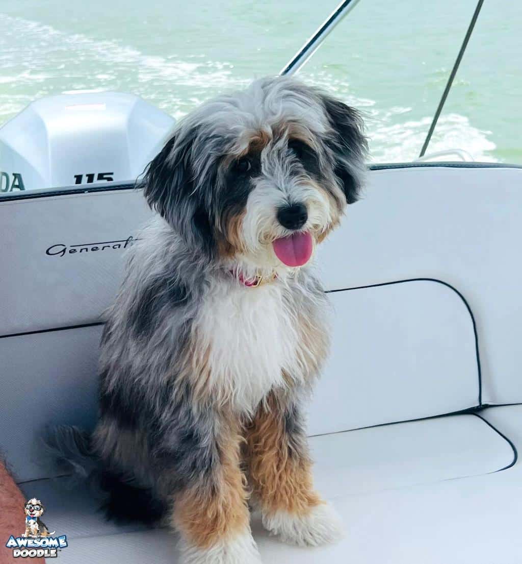 adult-aussiedoodle-lake-pup blue-merle-with-white-and-copper-aussiedoodle-on-the-lake