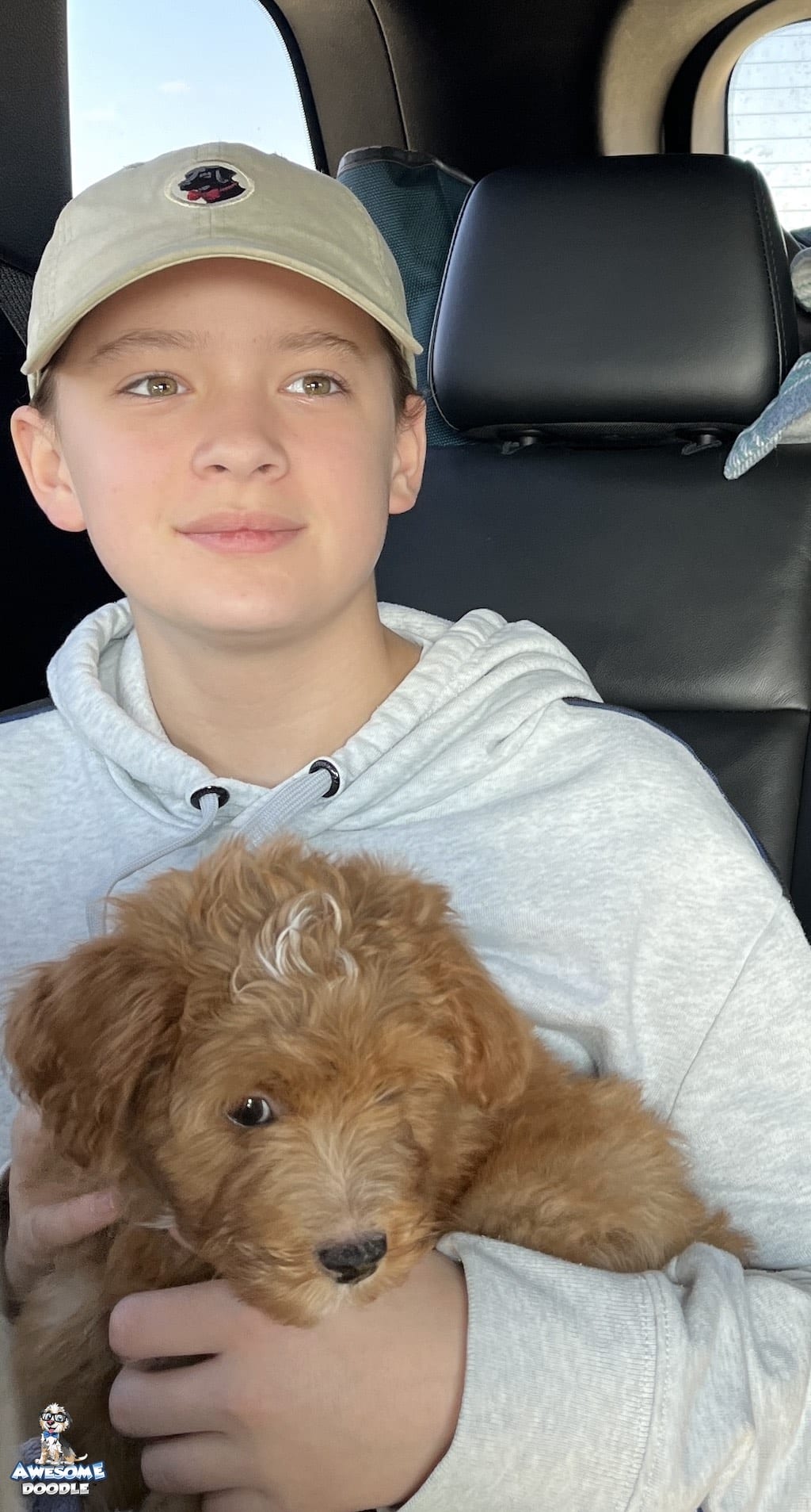 apricot bi color aussiedoodle meets human brother