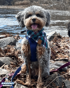 phantom-blue-merle-aussiedoodle-adult-toy-at-lake