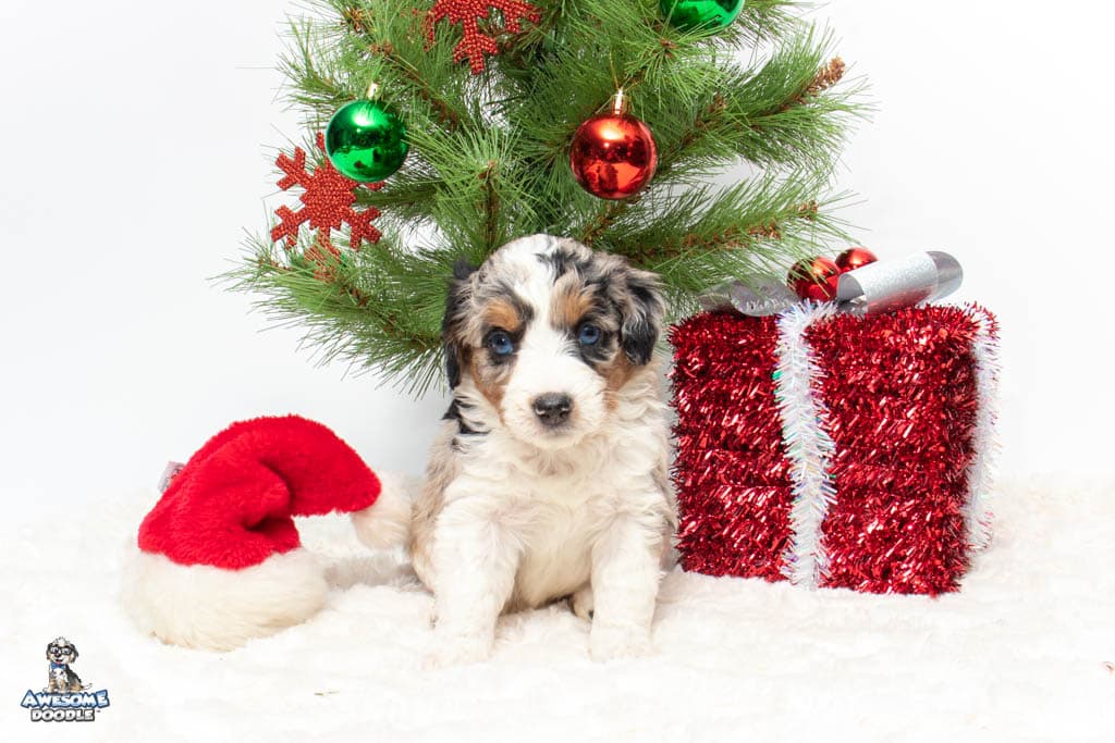 blue eyed aussiedoodle