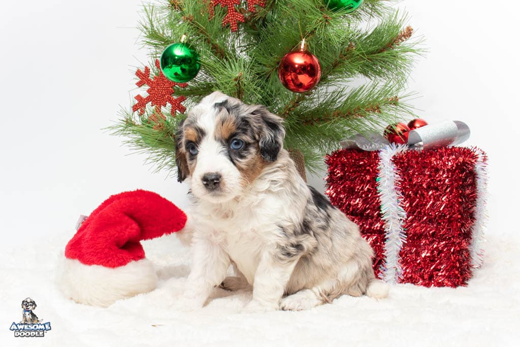 blue eyed aussiedoodle