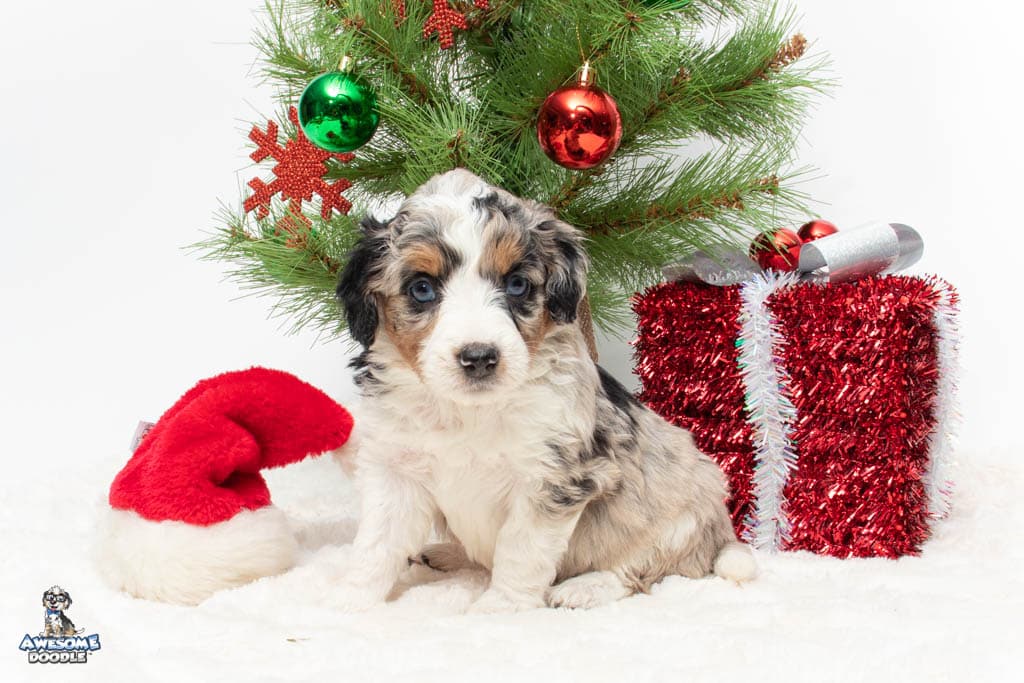 blue eyed aussiedoodle