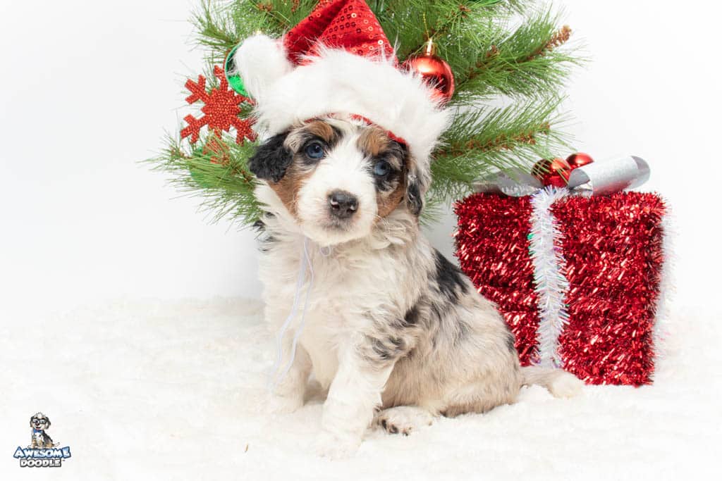 blue eyed aussiedoodle