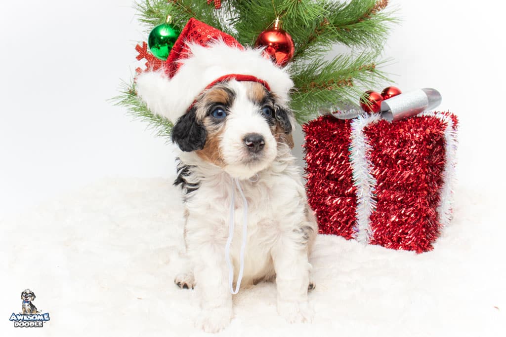 blue eyed aussiedoodle