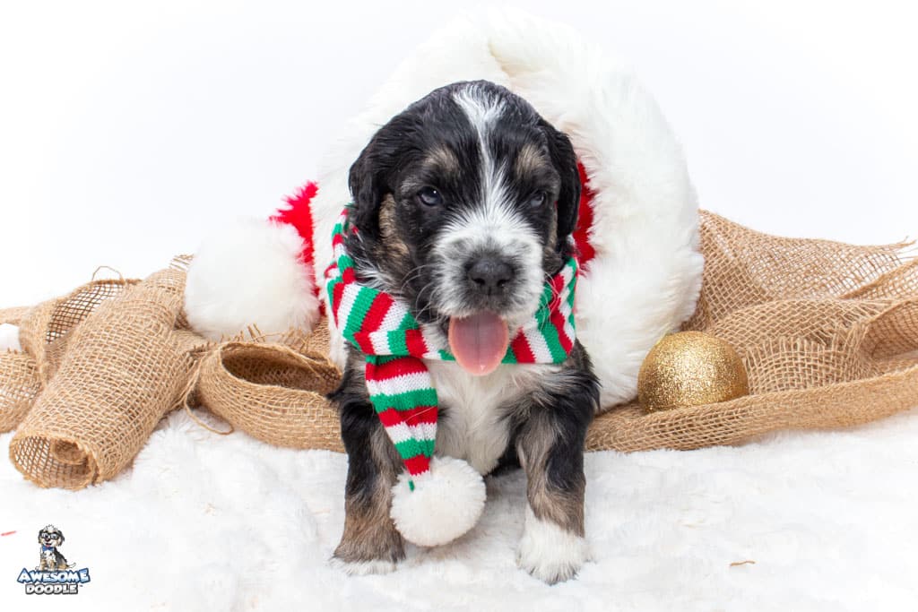 christmas puppy for sale