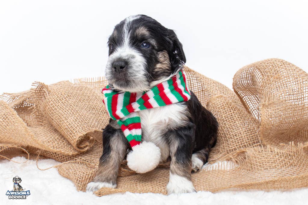 christmas puppy for sale