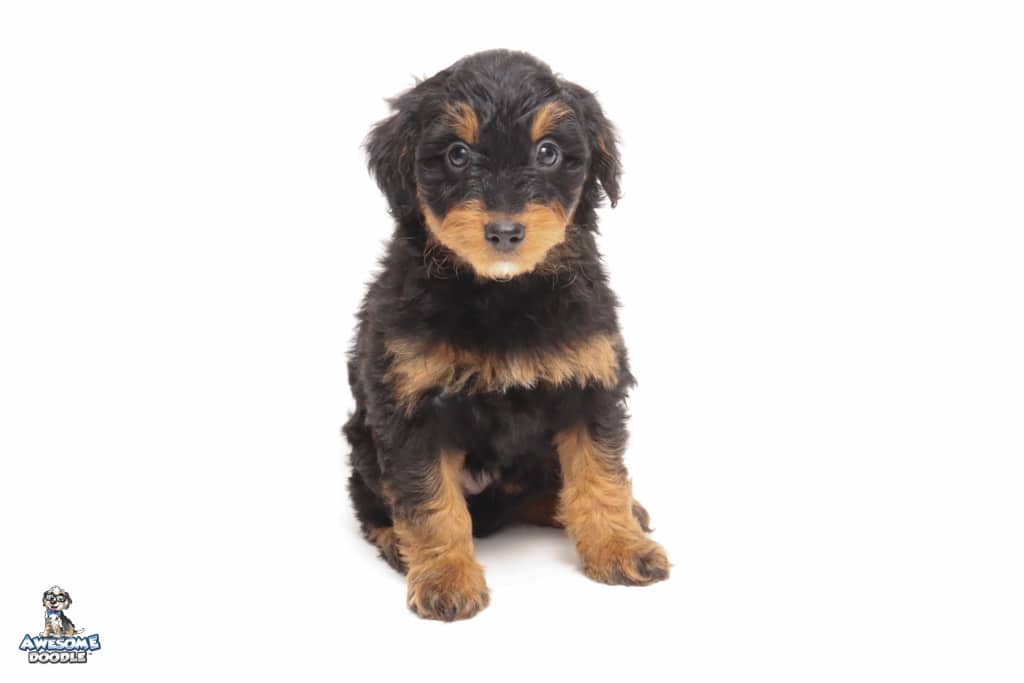 addie-7wk_1922