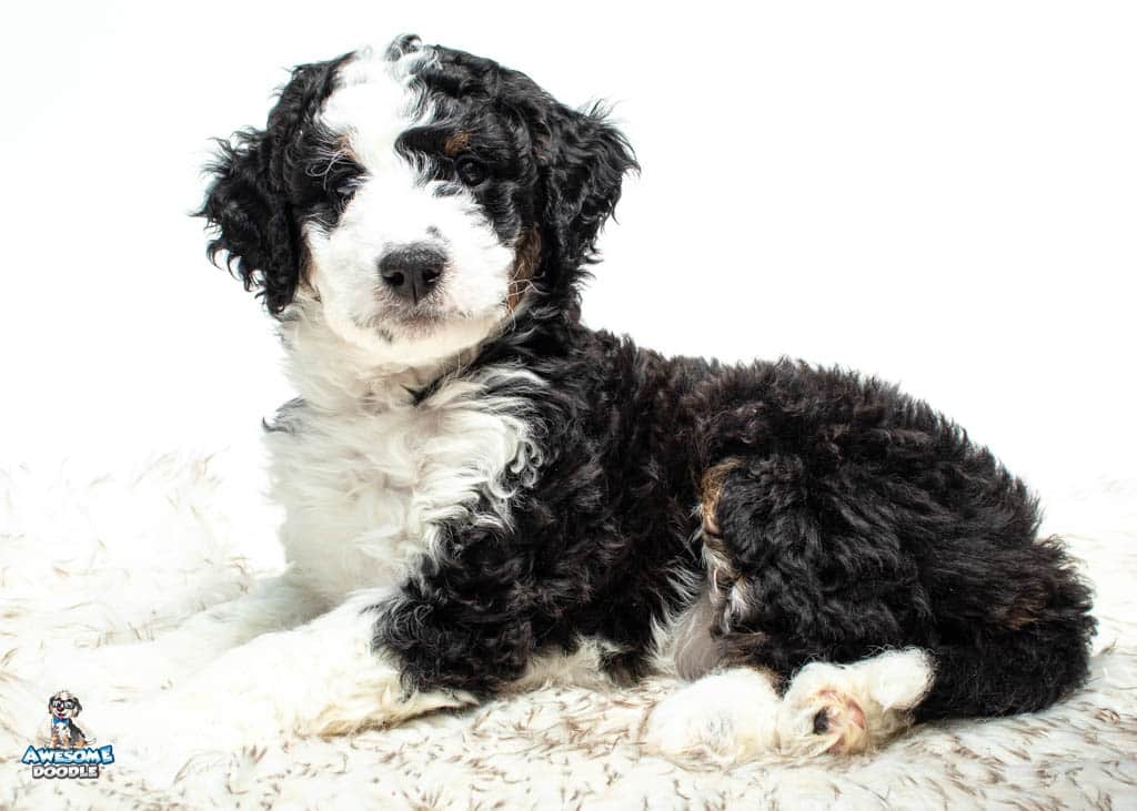 Forrest7weeks_2512